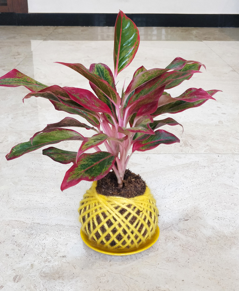  Aglaonema  Lipstick  Pink  Plant Kokedama Kokedama India