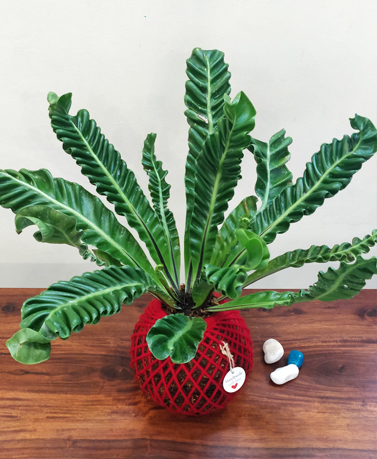 Asplenium Nidus Cobra Fern Plant Kokedama Kokedama India