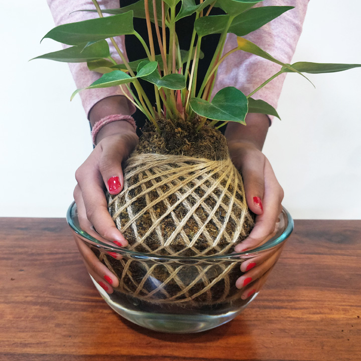 What is a Kokedama and how to care for them?